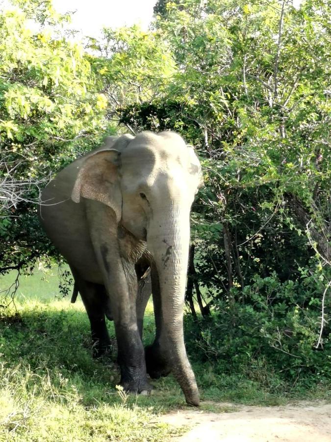 Julia Safari Inn Tissamaharama Ngoại thất bức ảnh